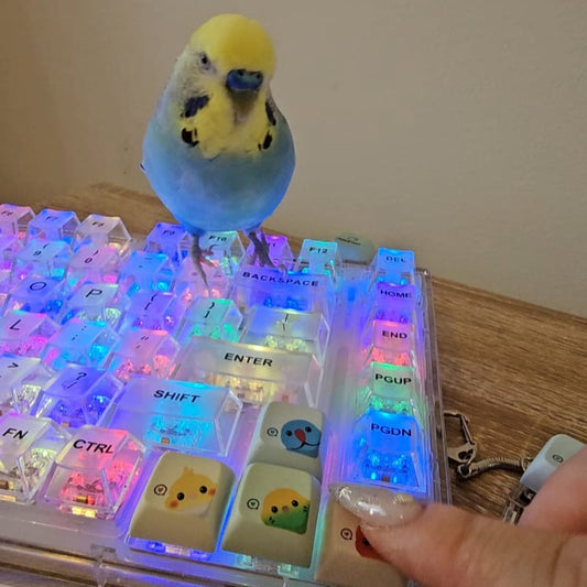 Keycaps Only